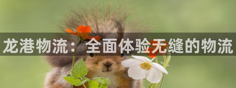 28圈官方官网版：龙港物流：全面体验