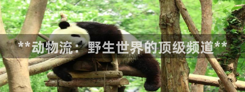 28圈游戏最新版