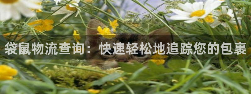 28圈注册教程：袋鼠物流查询：快速轻